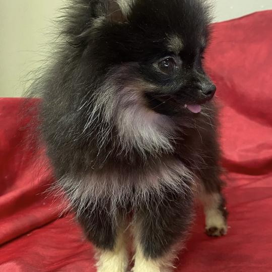 chiot Spitz allemand BETSIE mini spitz naine DISPONIBLE Domaine de la Chantelaie
