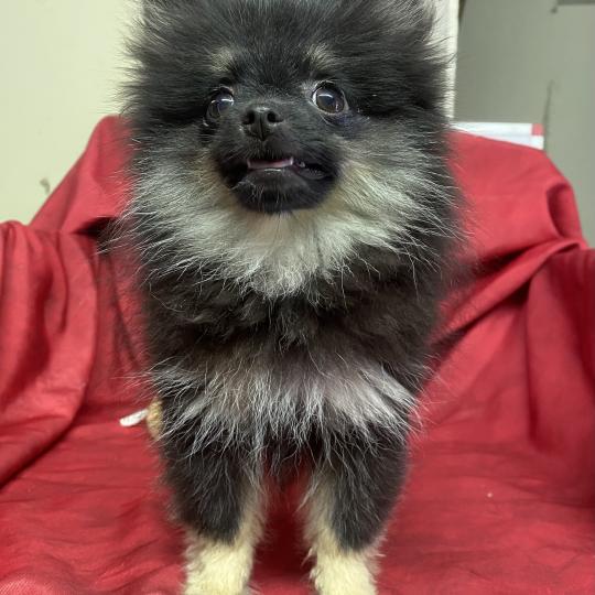 chiot Spitz allemand BETSIE mini spitz naine DISPONIBLE Domaine de la Chantelaie