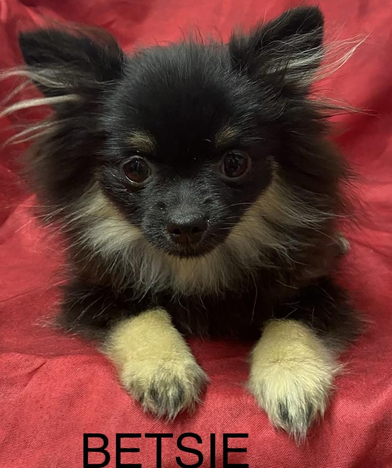 BETSIE mini spitz naine DISPONIBLE Femelle Spitz allemand