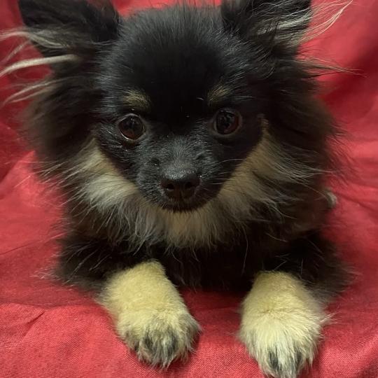 chiot Spitz allemand BETSIE mini spitz naine DISPONIBLE Domaine de la Chantelaie