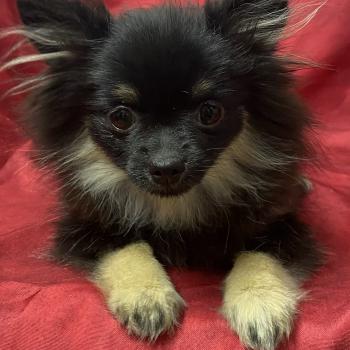 chiot Spitz allemand BETSIE mini spitz naine DISPONIBLE Domaine de la Chantelaie