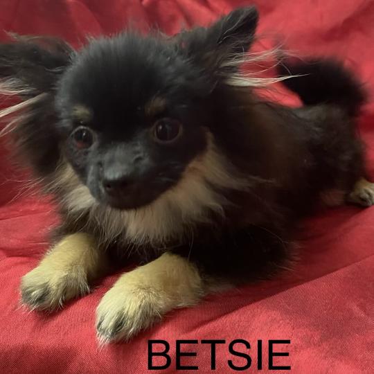 chiot Spitz allemand BETSIE mini spitz naine DISPONIBLE Domaine de la Chantelaie