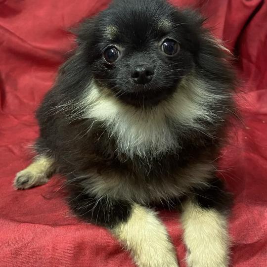 chiot Spitz allemand BETSIE mini spitz naine DISPONIBLE Domaine de la Chantelaie