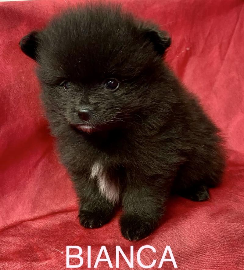 BIANCA spitz nain à réserver Femelle Spitz allemand