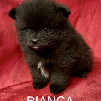 chiot Spitz allemand BIANCA spitz nain à réserver Domaine de la Chantelaie