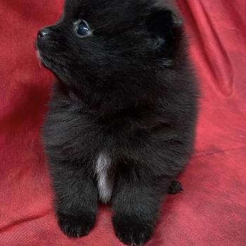 chiot Spitz allemand BIANCA spitz nain à réserver Domaine de la Chantelaie