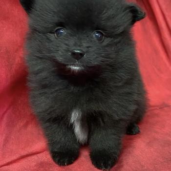 chiot Spitz allemand BIANCA spitz nain à réserver Domaine de la Chantelaie