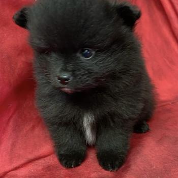 chiot Spitz allemand BIANCA spitz nain à réserver Domaine de la Chantelaie