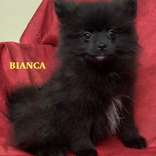 chiot Spitz allemand BIANCA spitz nain DISPONIBLE Domaine de la Chantelaie