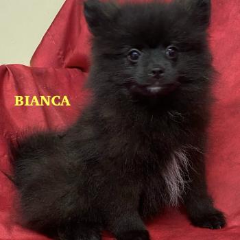 chiot Spitz allemand BIANCA spitz nain DISPONIBLE Domaine de la Chantelaie