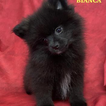 chiot Spitz allemand BIANCA spitz nain DISPONIBLE Domaine de la Chantelaie
