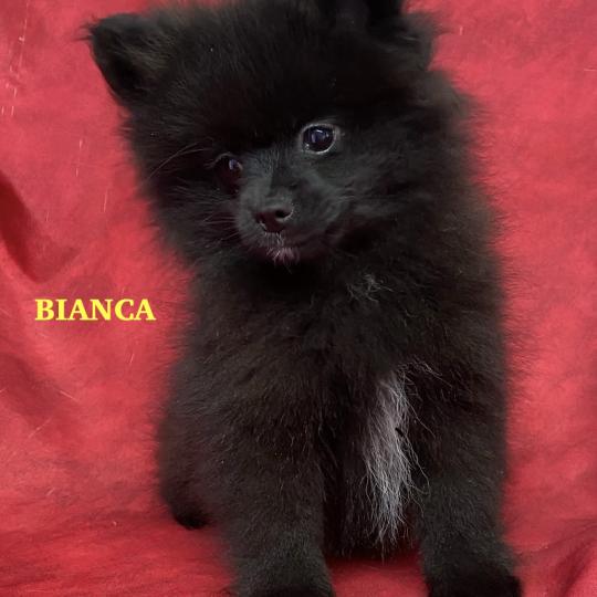 chiot Spitz allemand BIANCA spitz nain DISPONIBLE Domaine de la Chantelaie