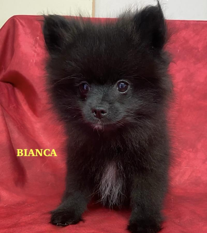 BIANCA spitz nain DISPONIBLE Femelle Spitz allemand
