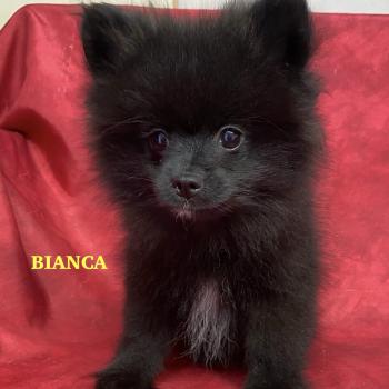 chiot Spitz allemand BIANCA spitz nain DISPONIBLE Domaine de la Chantelaie