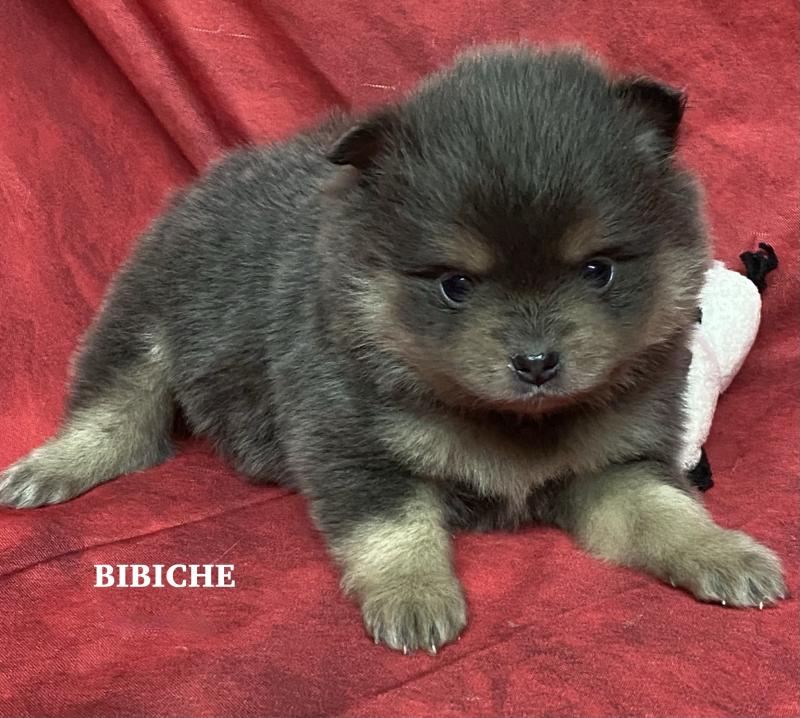 BIBICHE spitz naine RÉSERVÉE Femelle Spitz allemand