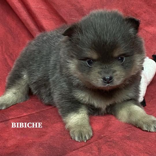 chiot Spitz allemand BIBICHE spitz naine à réserver Domaine de la Chantelaie