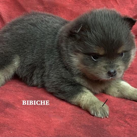 chiot Spitz allemand BIBICHE spitz naine à réserver Domaine de la Chantelaie
