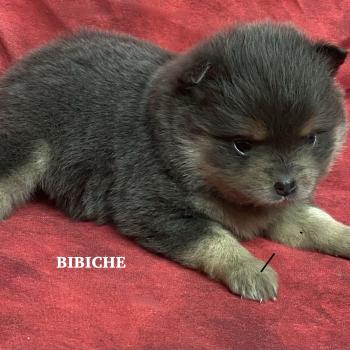 chiot Spitz allemand BIBICHE spitz naine à réserver Domaine de la Chantelaie
