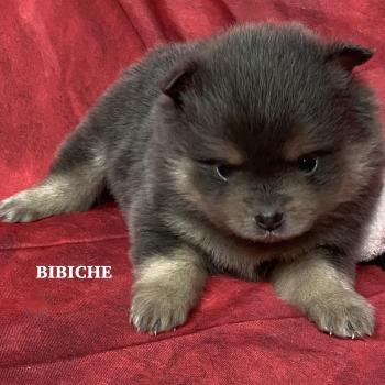 chiot Spitz allemand BIBICHE spitz naine à réserver Domaine de la Chantelaie