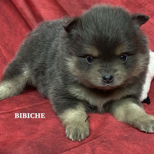 chiot Spitz allemand BIBICHE spitz naine à réserver Domaine de la Chantelaie