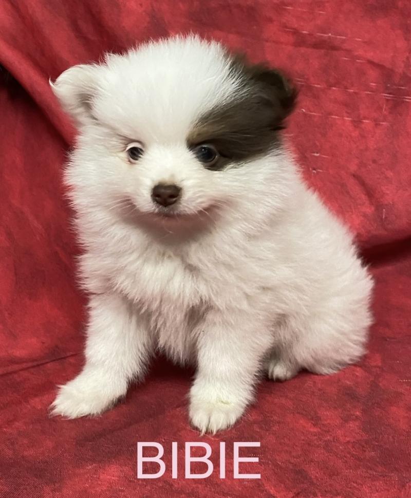BIBIE spitz naine à réserver Femelle Spitz allemand