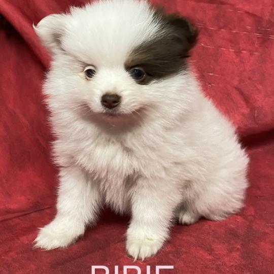 chiot Spitz allemand BIBIE spitz naine à réserver Domaine de la Chantelaie