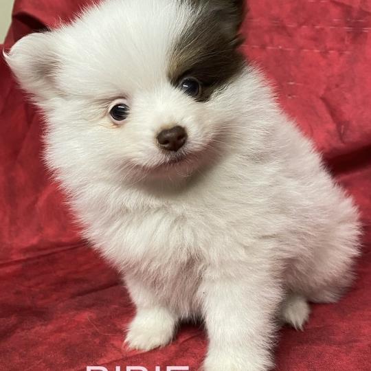 chiot Spitz allemand BIBIE spitz naine à réserver Domaine de la Chantelaie