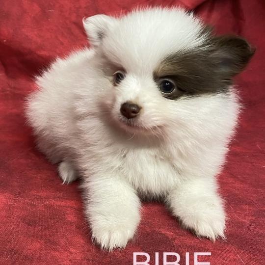 chiot Spitz allemand BIBIE spitz naine à réserver Domaine de la Chantelaie