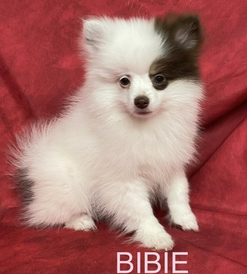 BIBIE spitz naine DISPONIBLE Femelle Spitz allemand