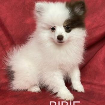 chiot Spitz allemand BIBIE spitz naine DISPONIBLE Domaine de la Chantelaie