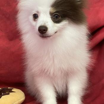 chiot Spitz allemand BIBIE spitz naine DISPONIBLE Domaine de la Chantelaie