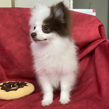 chiot Spitz allemand BIBIE spitz naine DISPONIBLE Domaine de la Chantelaie