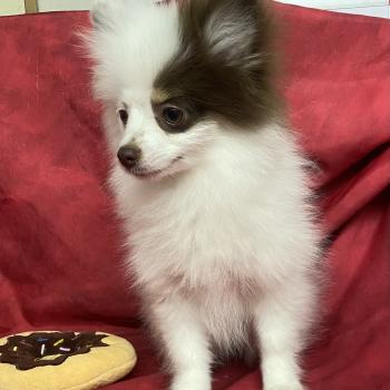 chiot Spitz allemand BIBIE spitz naine DISPONIBLE Domaine de la Chantelaie