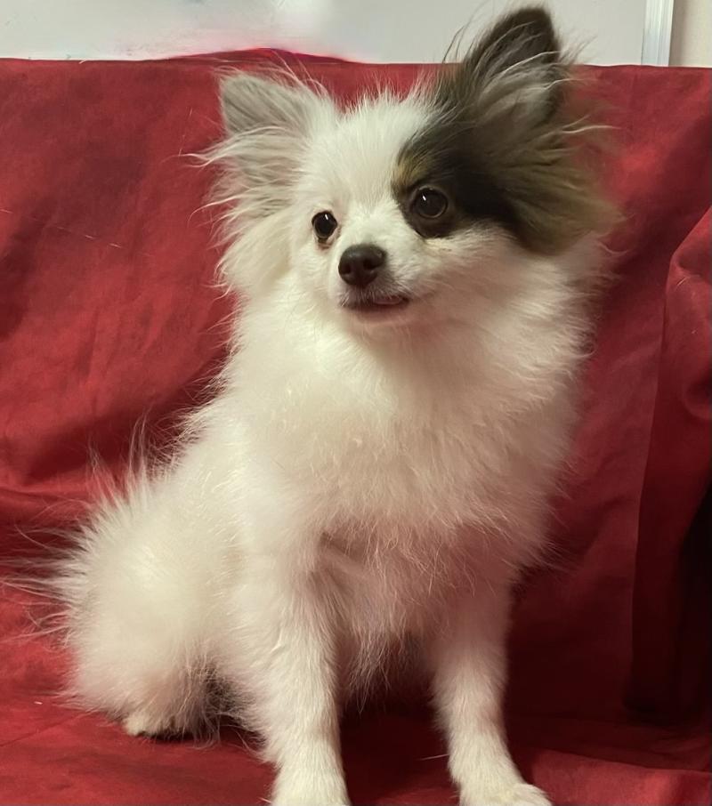 BIBIE spitz naine DISPONIBLE Femelle Spitz allemand