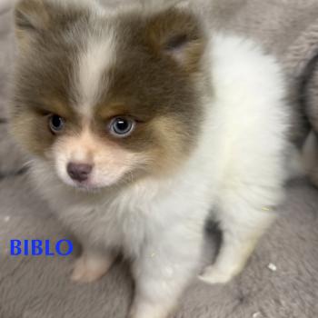 chiot Spitz allemand BIBLO spitz disponible Domaine de la Chantelaie