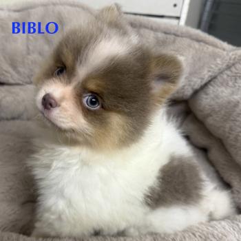 chiot Spitz allemand BIBLO spitz disponible Domaine de la Chantelaie