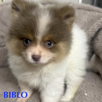 chiot Spitz allemand BIBLO spitz disponible Domaine de la Chantelaie