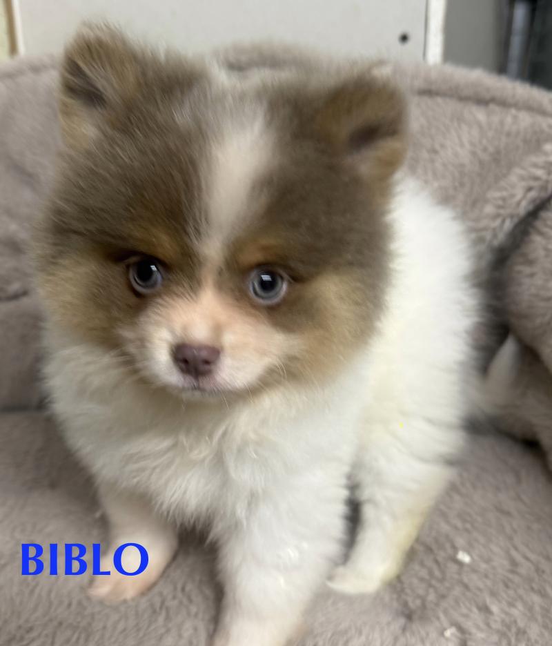 BIBLO spitz disponible Mâle Spitz allemand