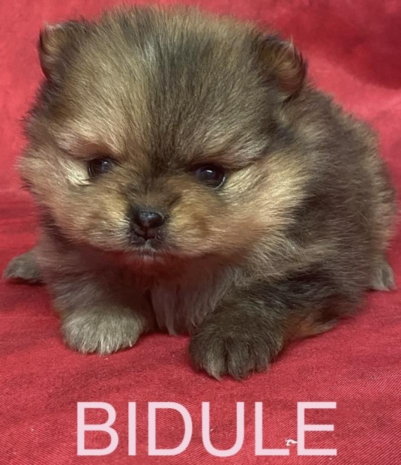 BIDULE spitz à réserver Femelle Spitz allemand