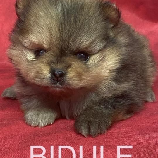 chiot Spitz allemand BIDULE spitz à réserver Domaine de la Chantelaie