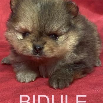 chiot Spitz allemand BIDULE spitz à réserver Domaine de la Chantelaie