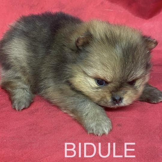 chiot Spitz allemand BIDULE spitz à réserver Domaine de la Chantelaie