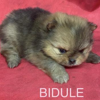 chiot Spitz allemand BIDULE spitz à réserver Domaine de la Chantelaie