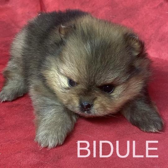 chiot Spitz allemand BIDULE spitz à réserver Domaine de la Chantelaie