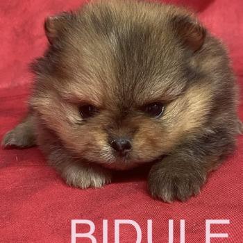 chiot Spitz allemand BIDULE spitz à réserver Domaine de la Chantelaie