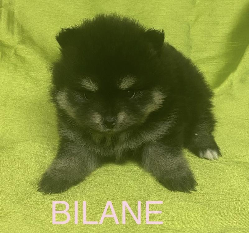 BILANE spitz à réserver Femelle Spitz allemand