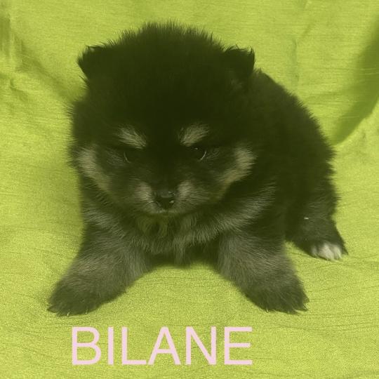 chiot Spitz allemand BILANE spitz à réserver Domaine de la Chantelaie
