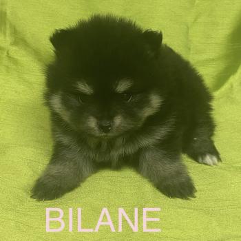 chiot Spitz allemand BILANE spitz à réserver Domaine de la Chantelaie
