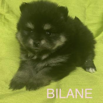 chiot Spitz allemand BILANE spitz à réserver Domaine de la Chantelaie