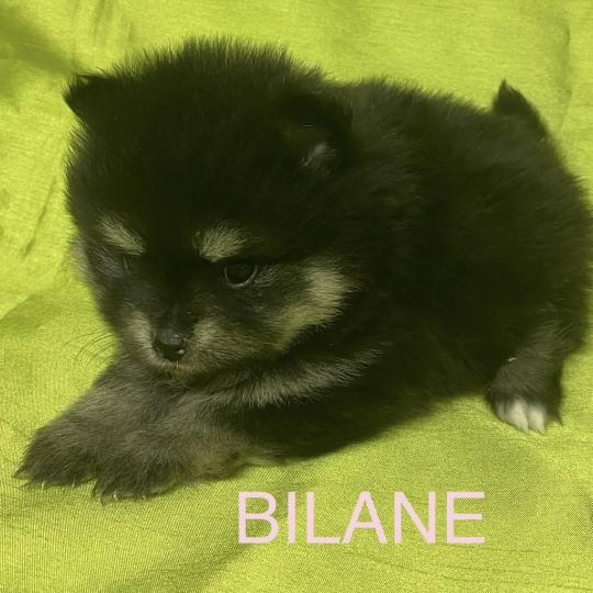 chiot Spitz allemand BILANE spitz à réserver Domaine de la Chantelaie